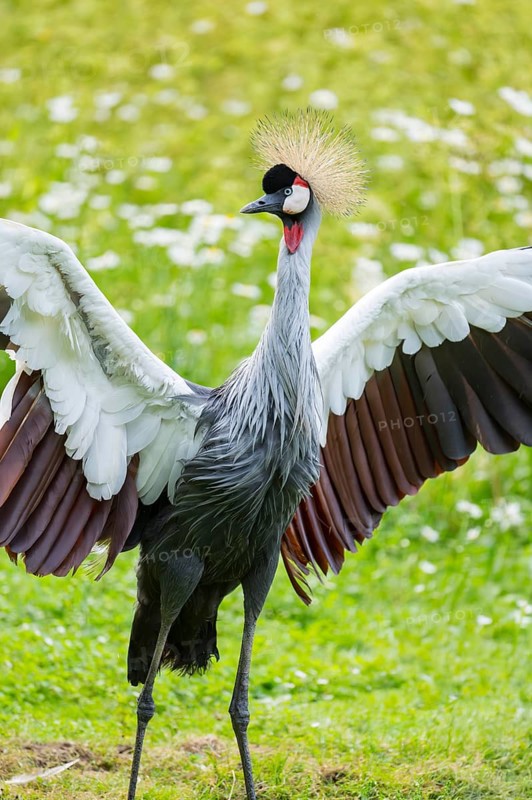 Black crowned crane (Balearica pavonina) standing on a meadow shaking its wings, Bavaria, Germany