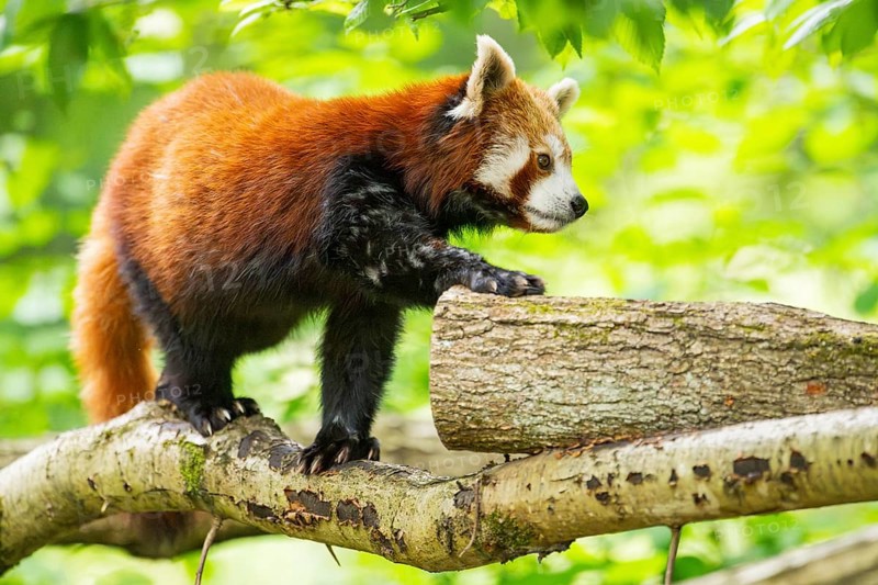 Red panda (Ailurus fulgens) on a branch in a tree, captive, Germany