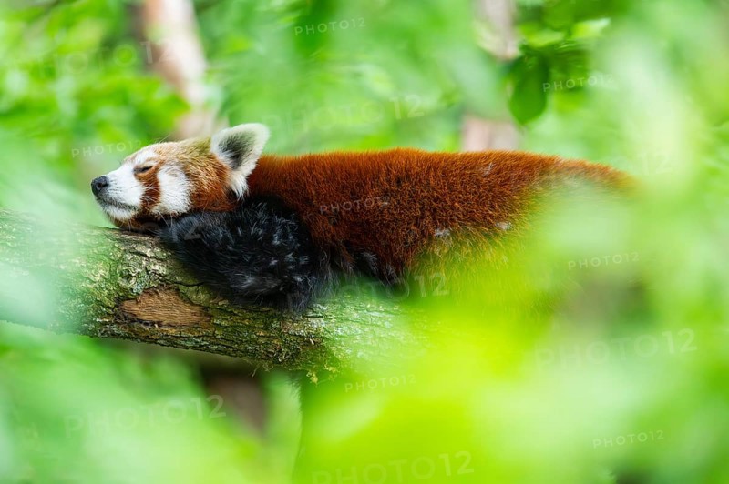 Red panda (Ailurus fulgens) lying on a branch in a tree, Germany