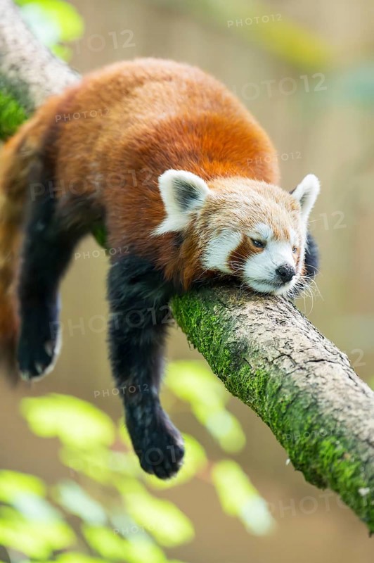 Red panda (Ailurus fulgens) lying on a branch in a tree, Germany