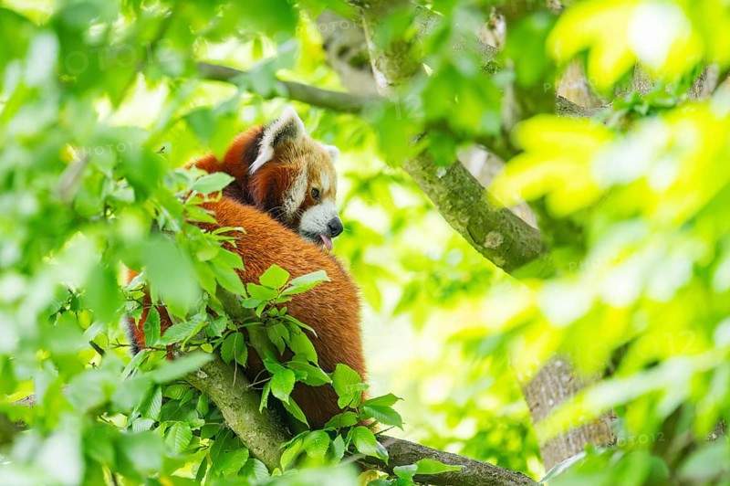 Red panda (Ailurus fulgens) on a tree, Germany