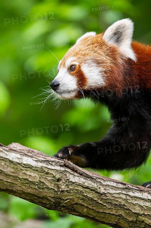 Red panda (Ailurus fulgens) on a branch in a tree, captive, Germany