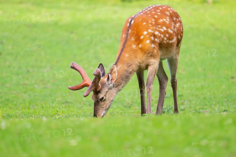 Sika deer (Cervus nippon) male standing on a meadow, Bavaria, Germany