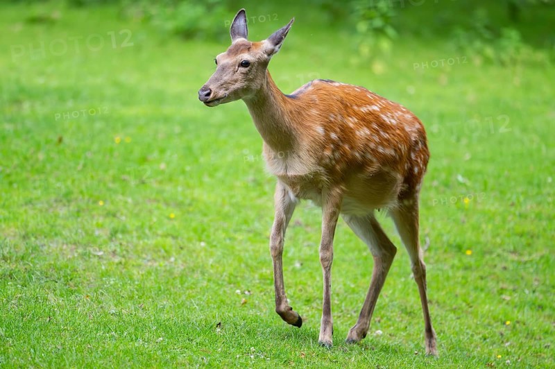 Sika deer (Cervus nippon) female walking on a meadow, Bavaria, Germany