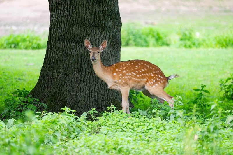 Sika deer (Cervus nippon) female standing under a tree, Bavaria, Germany