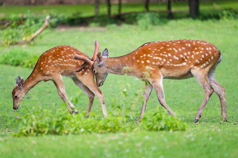 Sika deer (Cervus nippon) male pushing a female on a meadow, Bavaria, Germany