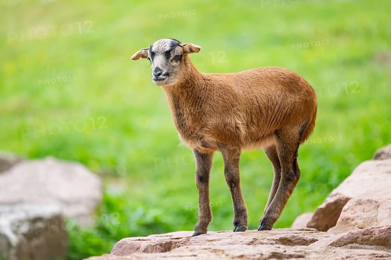Cameroon sheep, domestic sheep (Ovis gmelini aries) youngster (lamb) on a rock, Bavaria, germany