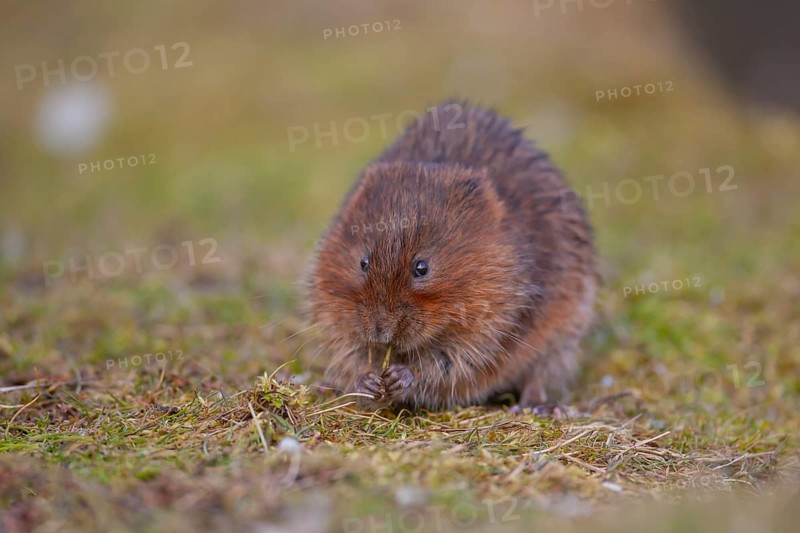 Water vole (Arvicola amphibius) adult rodent animal feeding on a river bank in spring, England, United Kingdom