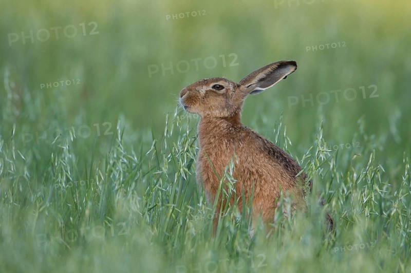 European brown hare (Lepus europaeus) adult animal eating in a farmland oat cereal field in summer, Suffolk, England, United Kingdom