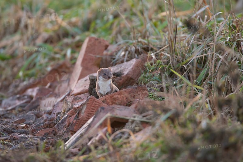 Weasel (Mustela nivalis) adult mustelid animal hunting in wasteland, Cambridgeshire, England, United Kingdom