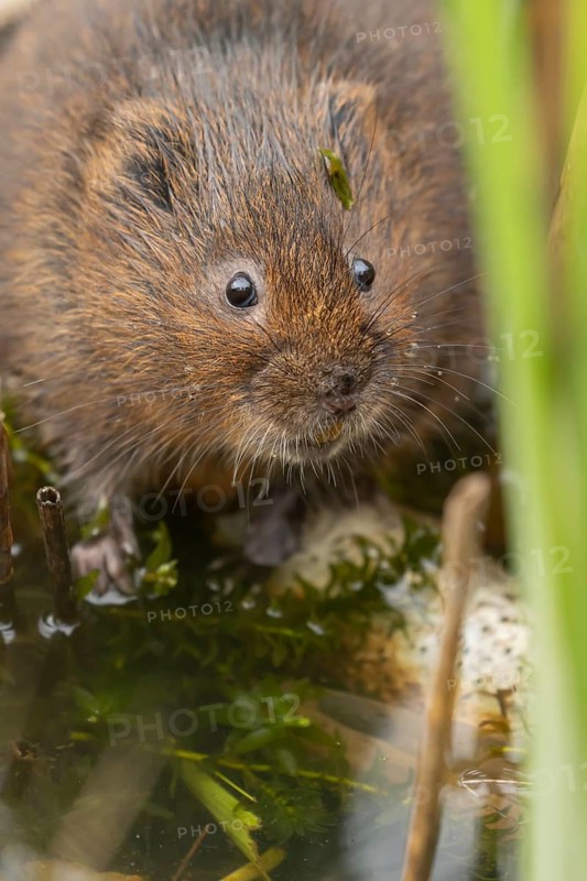 Water vole (Arvicola amphibius) adult rodent animal in a pond in summer, RSPB Minsmere nature reserve, Suffolk, England, United Kingdom