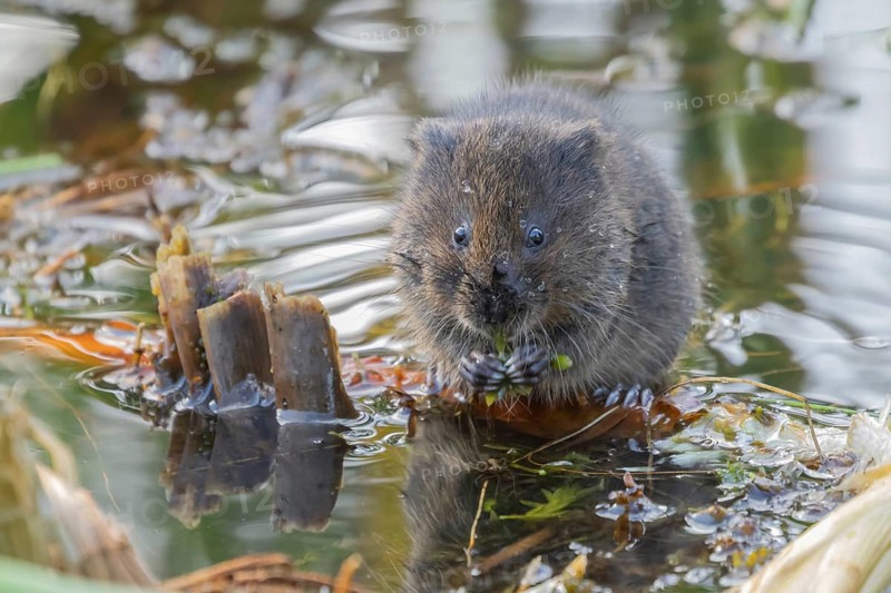 Water vole (Arvicola amphibius) adult rodent animal eating pond weed in a pond in summer, RSPB Minsmere nature reserve, Suffolk, England, United Kingdom