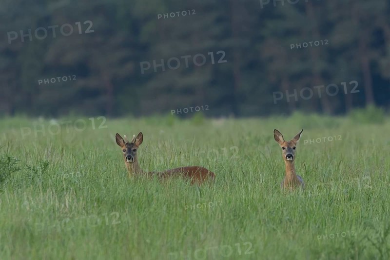 Roe deer (Capreolus capreolus) adult female doe and roebuck male two animals in a farmland cereal crop in summer, Suffolk, England, United Kingdom