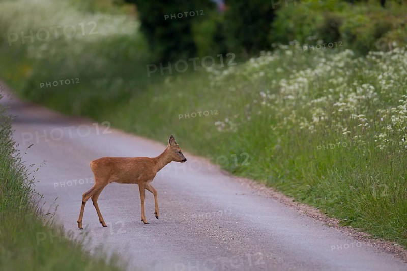 Roe deer (Capreolus capreolus) adult female doe walking across a country lane road in summer, Suffolk, England, United Kingdom