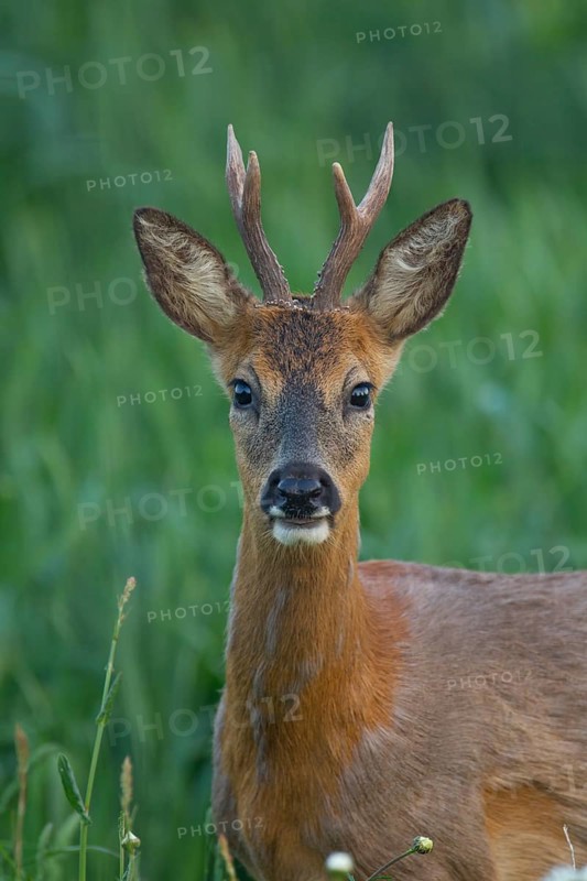 Roe deer (Capreolus capreolus) adult roebuck male buck in grassland in a woodland in summer, Suffolk, England, United Kingdom