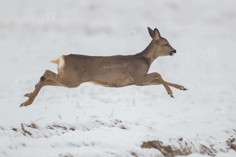 Roe deer (Capreolus capreolus) adult female doe running in a snow covered field in winter, Suffolk, England, United Kingdom