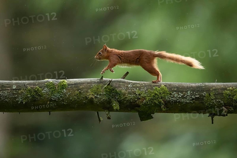 Red squirrel (Sciurus vulgaris) adult animal running along a tree branch in a woodland, Yorkshire, England, United Kingdom