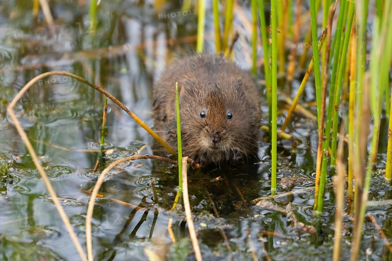 Water vole (Arvicola amphibius) adult rodent animal amongst reeds in a pond in summer, RSPB Minsmere nature reserve, Suffolk, England, United Kingdom