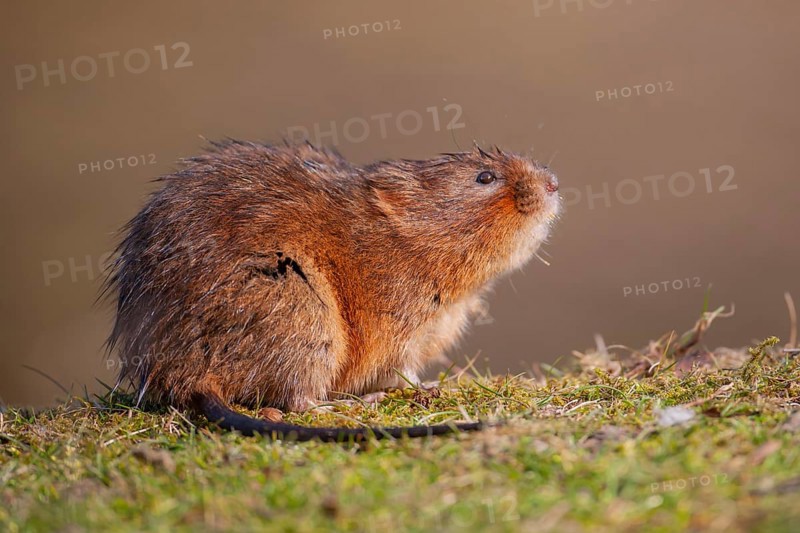 Water vole (Arvicola amphibius) adult rodent animal on a river bank in spring, England, United Kingdom