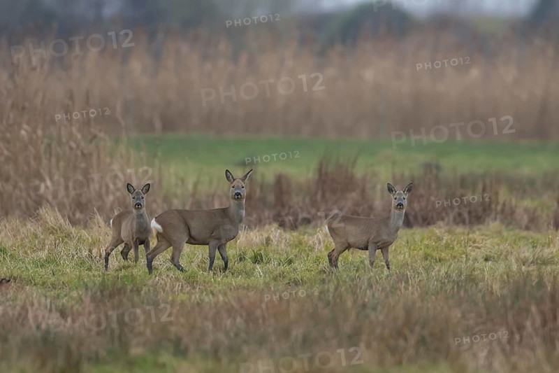 Roe deer (Capreolus capreolus) adult doe and juvenile fawns three animals in a fenland landscape in winter, Cambridgeshire, England, United Kingdom