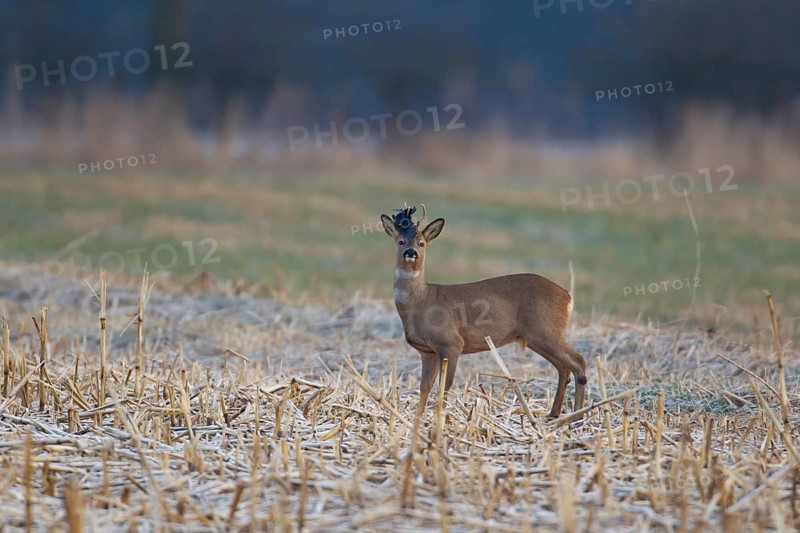 Roe deer (Capreolus capreolus) adult roebuck male animal with a piece of plastic stuck on its antlers in a farmland field in winter, Suffolk, England, United Kingdom