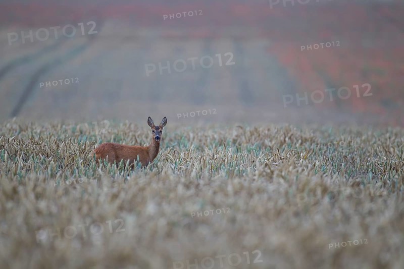 Roe deer (Capreolus capreolus) adult female doe in a farmland cereal crop in summer, Suffolk, England, United Kingdom