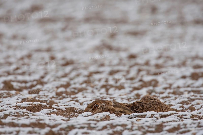 European brown hare (Lepus europaeus) adult animal laying in a snow covered farmland ploughed field in winter, Suffolk, England, United Kingdom