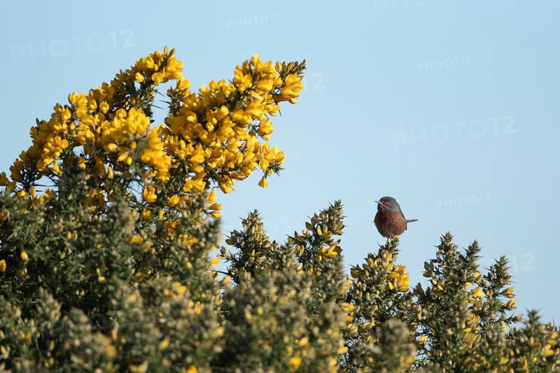 Dartford warbler (Sylvia undata) adult male bird on a flowering Gorse bush in spring, England, United Kingdom