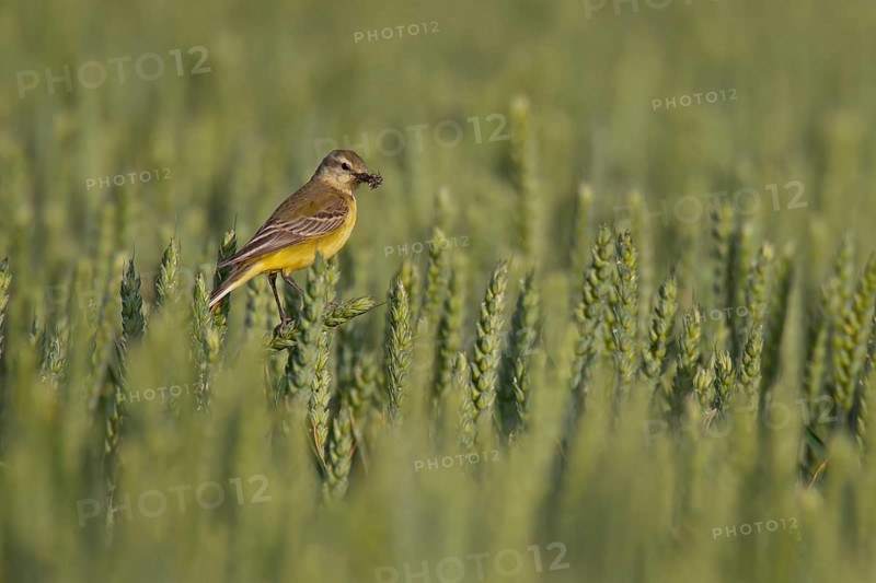 Yellow wagtail (Motacilla flava) adult bird in a farmland wheat crop with insects in its beak for food in summer, Suffolk, England, United Kingdom
