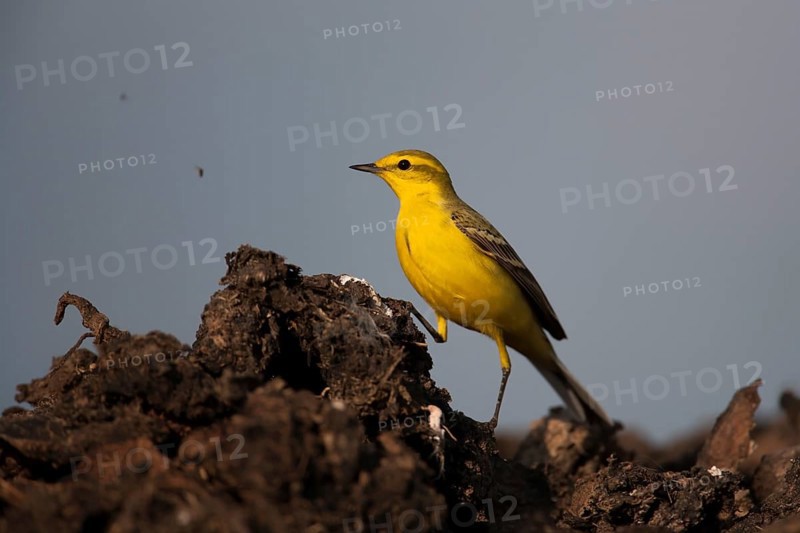 Yellow wagtail (Motacilla flava) adult bird on a farmland muck heap watching a fly in spring, Suffolk, England, United Kingdom