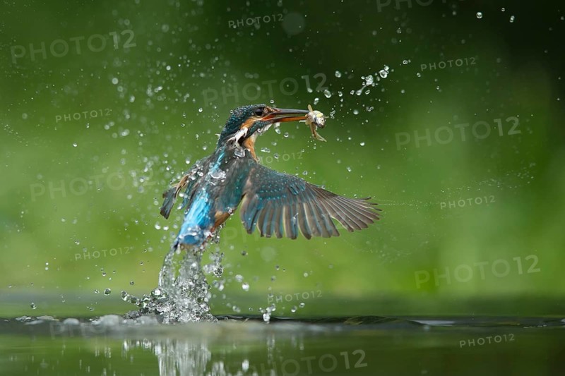 Common kingfisher (Alcedo atthis) adult female bird emerging from the water of a river with a minnow fish in its beak in summer, England, United Kingdom
