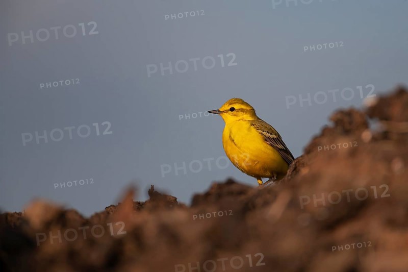 Yellow wagtail (Motacilla flava) adult bird on a farmland muck heap in spring, Suffolk, England, United Kingdom