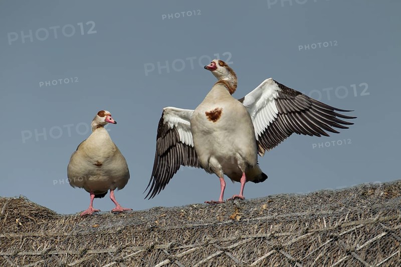 Egyptian goose (Alopochen aegyptiaca) two adult geese birds on a thatched roof in summer, England, United Kingdom