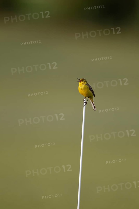 Yellow wagtail (Motacilla flava) adult bird singing on a plastic cane in a farmland field in spring, Suffolk, England, United Kingdom