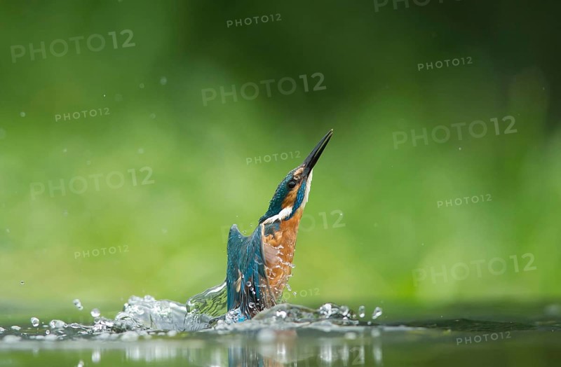 Common kingfisher (Alcedo atthis) adult bird emerging from the water of a river in summer, England, United Kingdom
