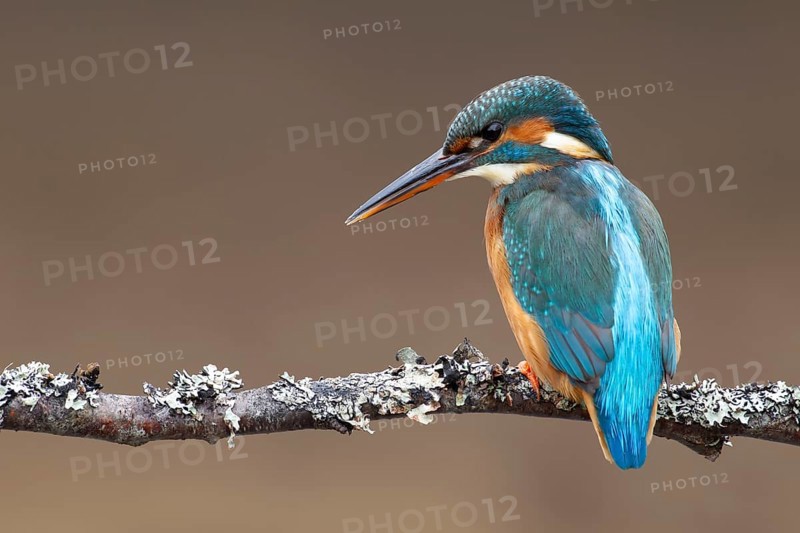 Common kingfisher (Alcedo atthis) adult female bird on a tree branch, England, United Kingdom