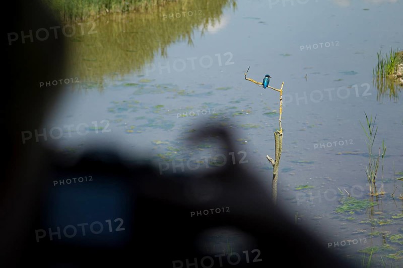 Common kingfisher (Alcedo atthis) adult bird on a tree branch being photographed from a compact camera from a hide, England, United Kingdom