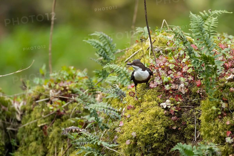 European or white throated dipper (Cinclus Cinclus) adult bird on a moss covered river bank, England, United Kingdom