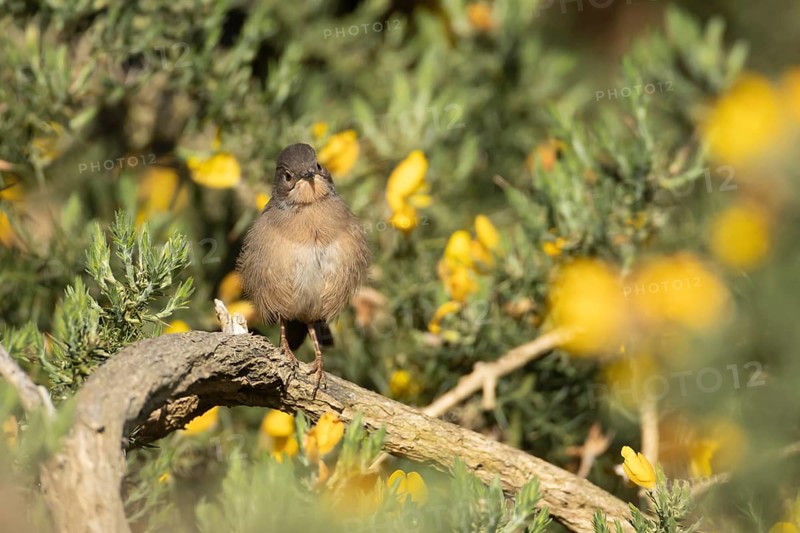 Dartford warbler (Sylvia undata) juvenile bird on a Gorse bush in spring, England, United Kingdom