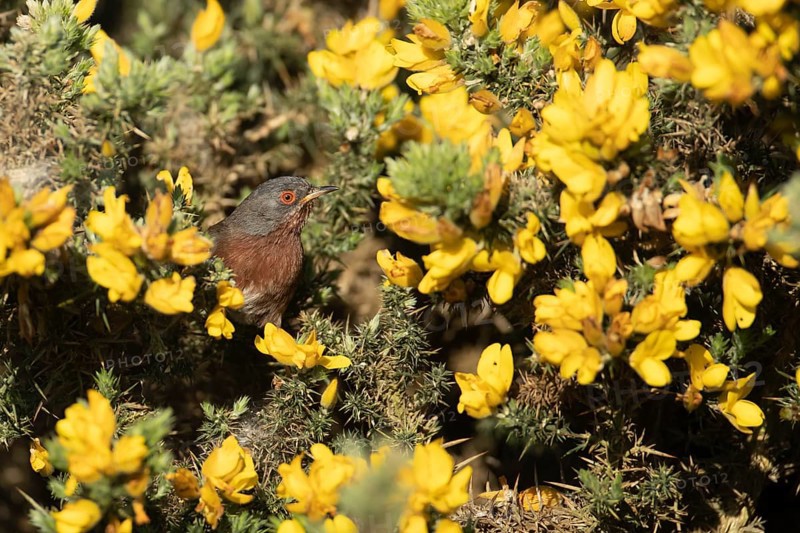 Dartford warbler (Sylvia undata) adult male bird in a flowering Gorse bush branch in spring, England, United Kingdom