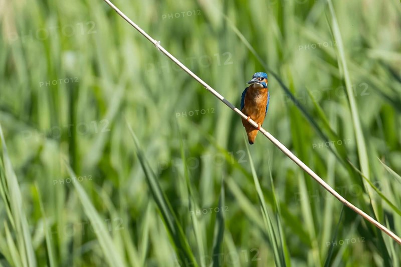 Common kingfisher (Alcedo atthis) adult bird on a reed stem, RSPB Lakenheath fen nature reserve, Suffolk, England, United Kingdom
