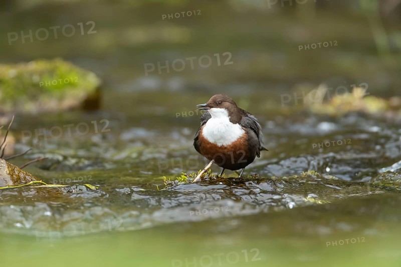 European or white throated dipper (Cinclus Cinclus) adult bird calling on a stone in running water of a river, England, United Kingdom