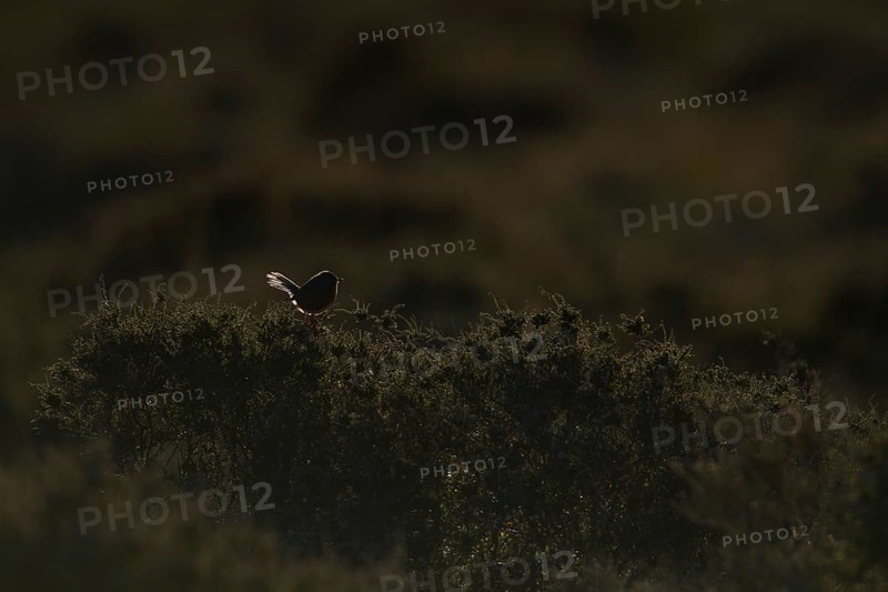 Dartford warbler (Sylvia undata) adult male bird perched on heather on heathland backlit by the evening setting sun, England United Kingdom