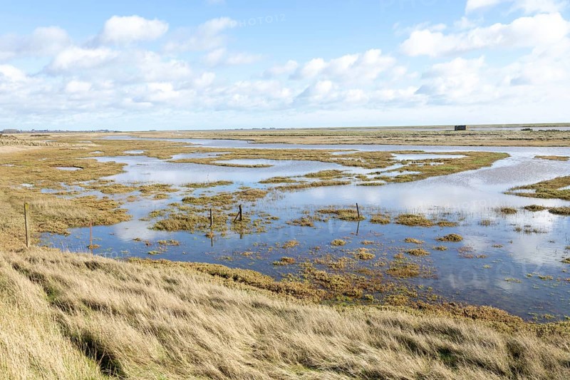 Wetland habitat of Boyton and Hollesley Marshes Nature Reserve, River Ore and Orford Ness shingle spit, Suffolk, England, UK