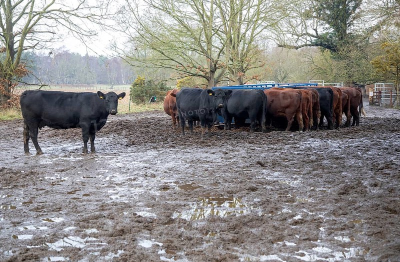 Mixed group hardy Red Poll weanlings calves overwintering outdoors in muddy area by silage feed, Sutton, Suffolk, England, UL
