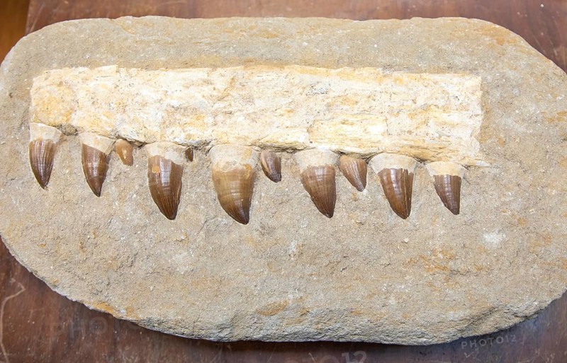 Fossilized jaw fragment teeth from a Mosasaur, large prehistoric marine reptile from the Late Cretaceous period