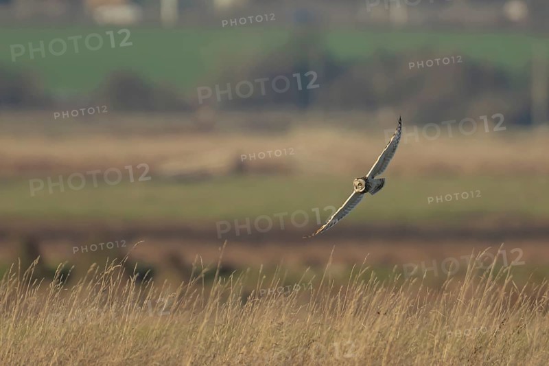 Short eared owl (Asio flammeus) adult bird hunting in flight over grassland, England, United Kingdom
