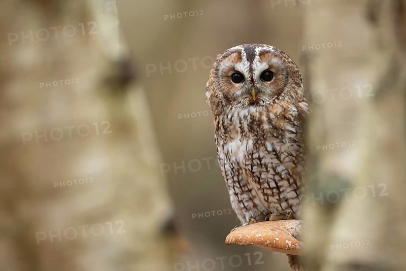 Tawny owl (Strix aluco) adult bird on a Bracket fungi on a Silver birch tree in a woodland in autumn, England, United Kingdom