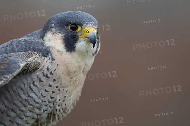 Peregrine falcon (Falco peregrinus) adult bird of prey head portrait, England, United Kingdom
