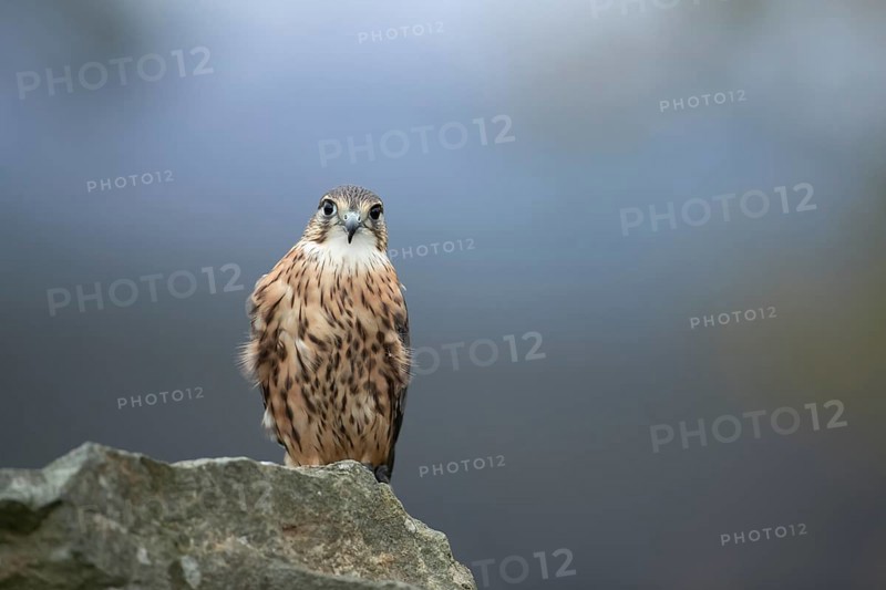 Merlin (Falco columbarius) adult male falcon bird of prey on a rock, Scotland, United Kingdom